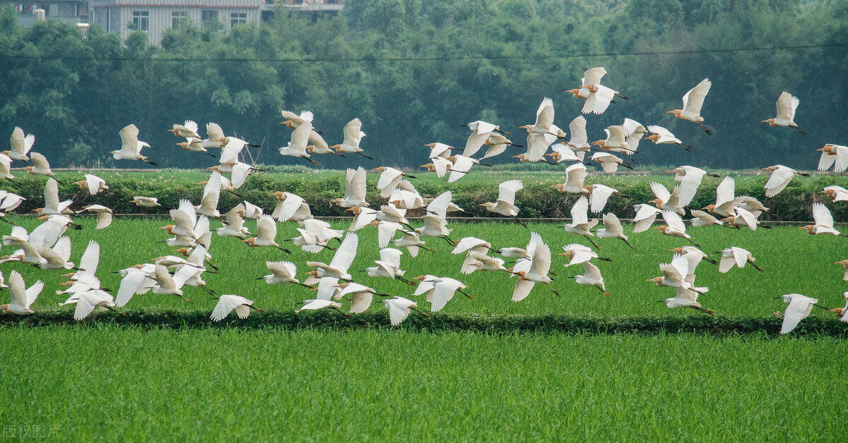 田园风光的诗句10首，炊烟袅袅，美到心醉