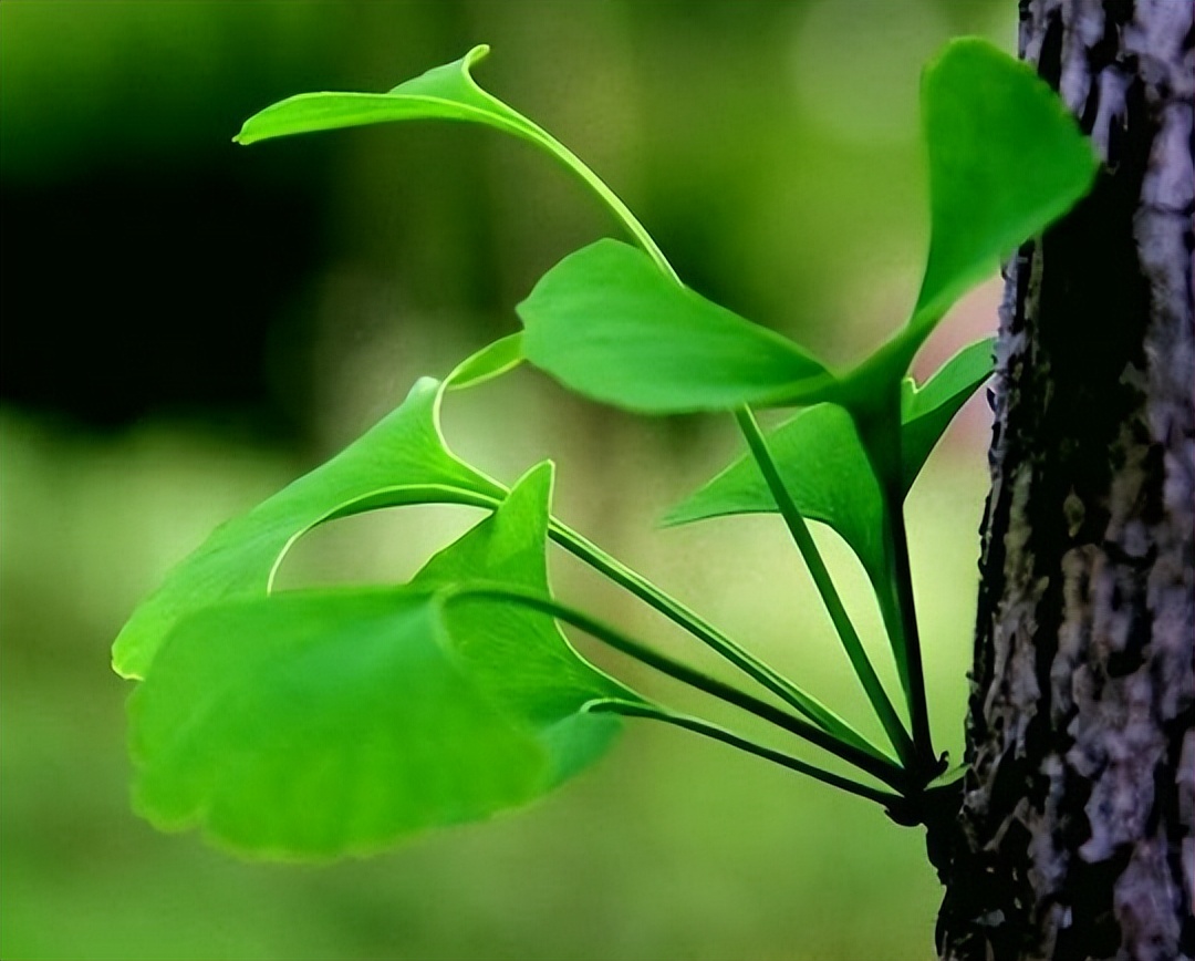 描写春天的优美句子21句，花开四月天，人间皆春色!