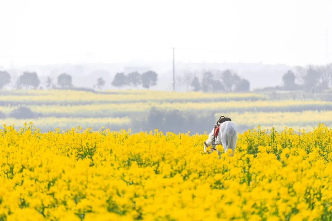 描写春分的诗句58首，正是人间好时节