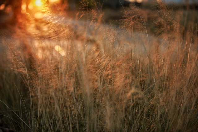 关于女人美的名言名句20句，一眼万年，字字生香