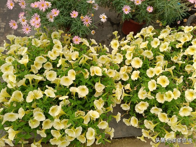 人生美好的句子10句，愿你的人生如诗如画