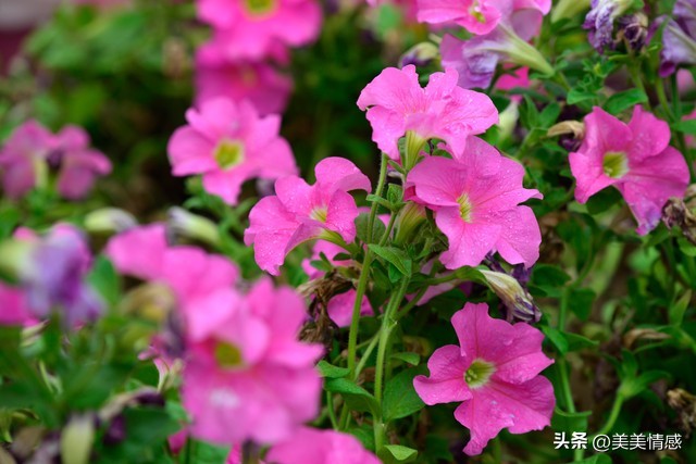 人生美好的句子10句，愿你的人生如诗如画