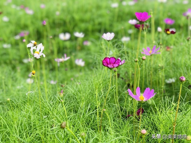 人生美好的句子10句，愿你的人生如诗如画