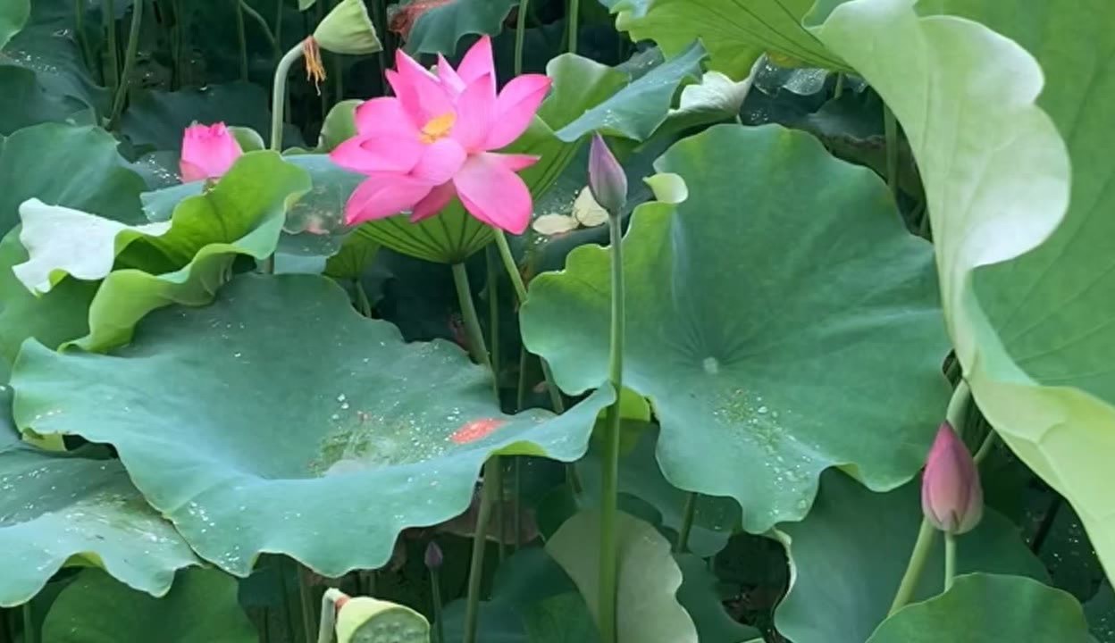 遗憾作文300字（小学三年级习作）