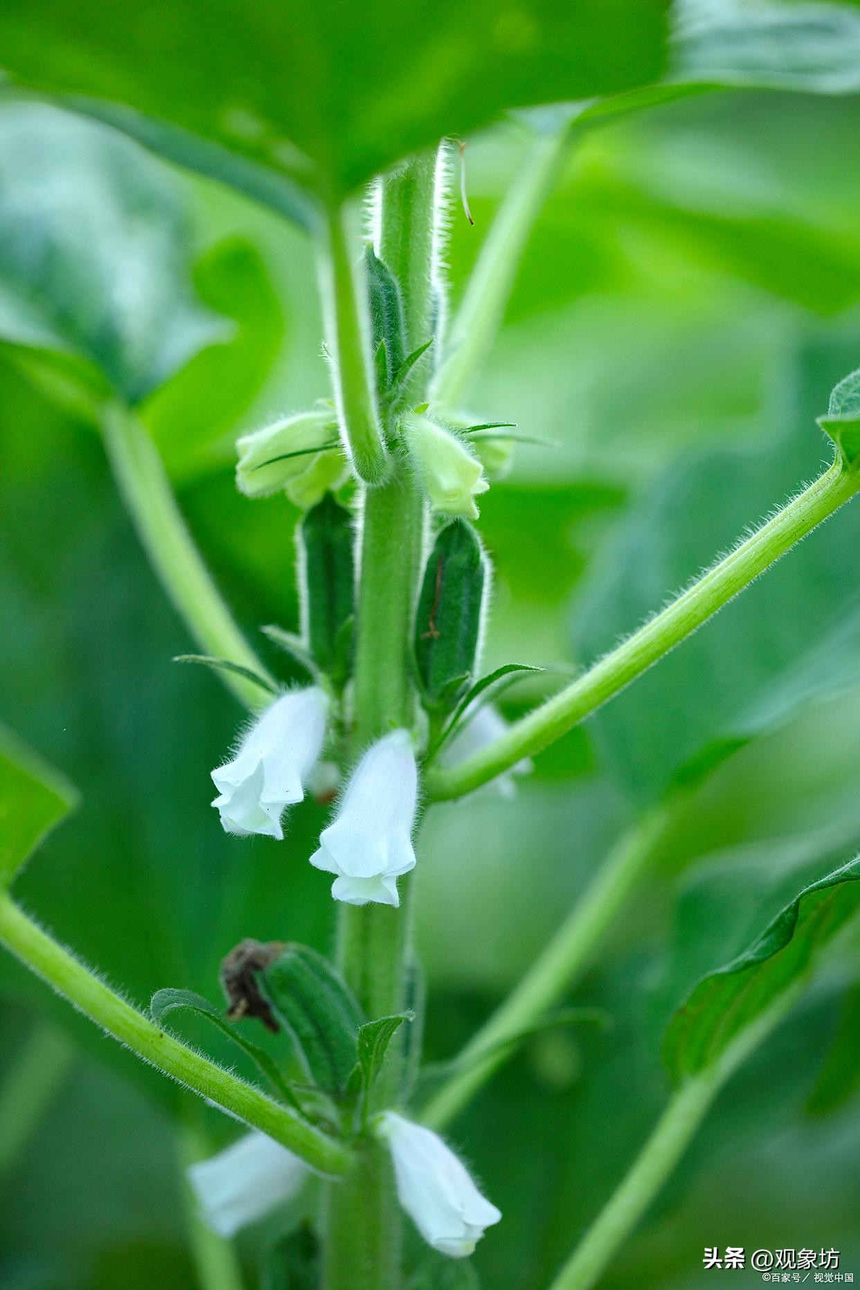 描写夏天的古诗20首，一念薰风起，一念夏思长