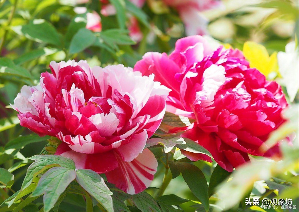 描写夏天的古诗20首，一念薰风起，一念夏思长