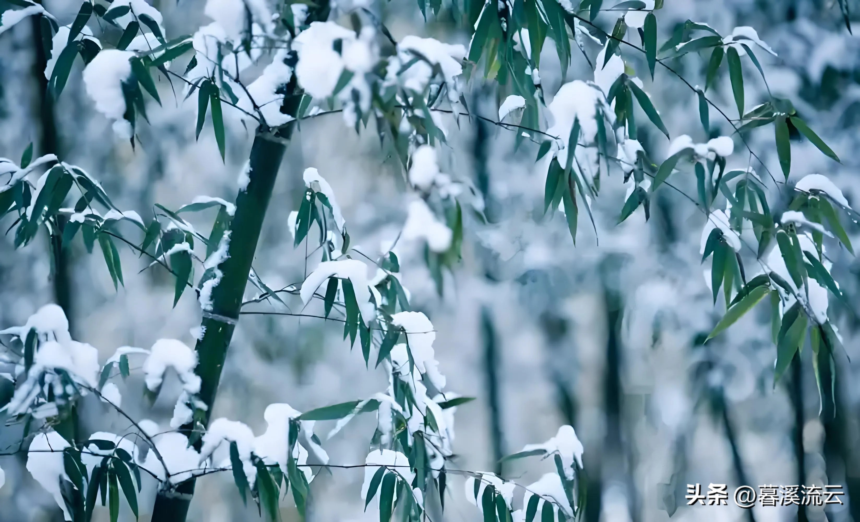 赞美冬雪的诗句10首，雪落无声，美如画卷
