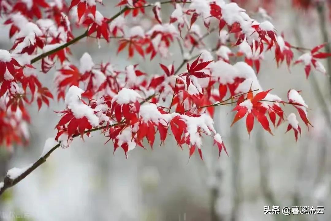 赞美冬雪的诗句10首，雪落无声，美如画卷