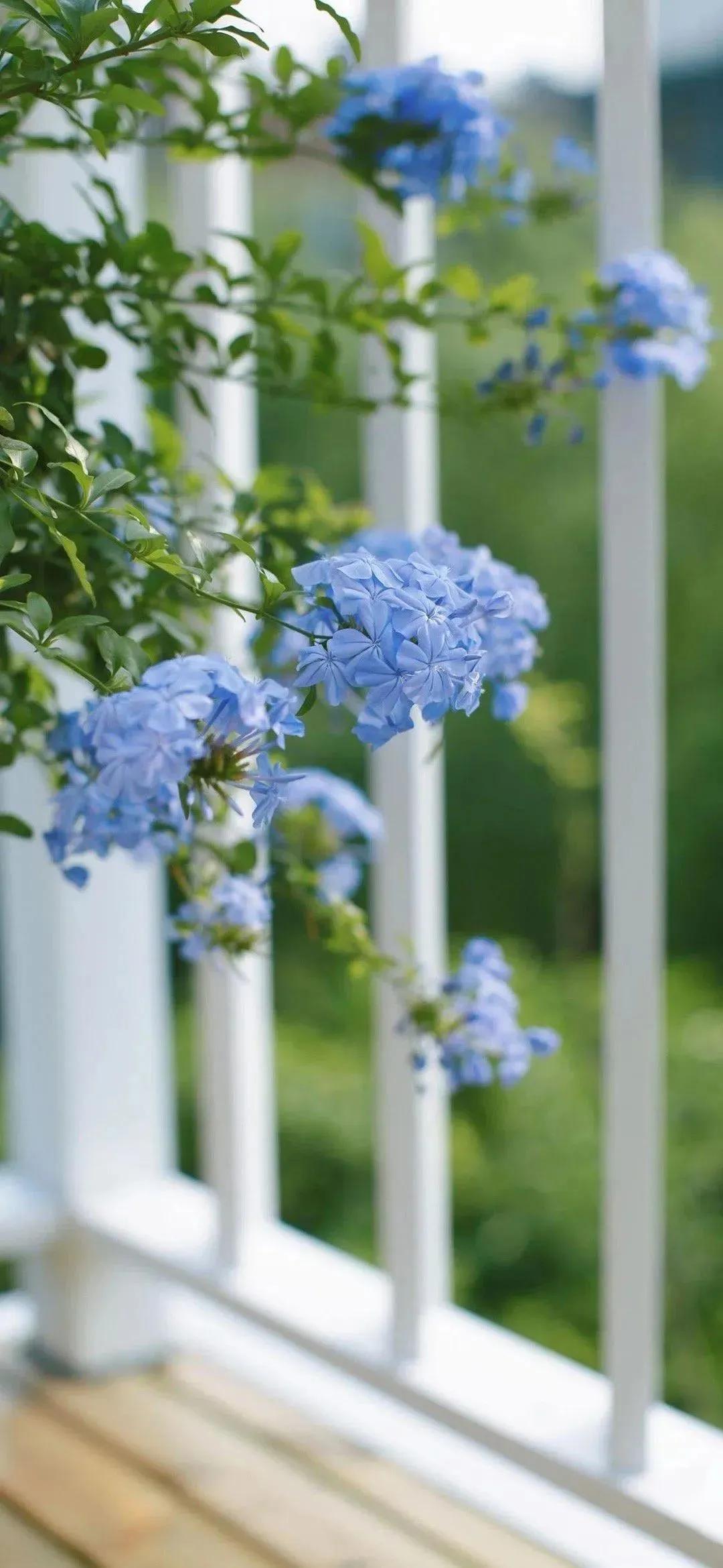 春天的美景文案17句，人随春好，春与人宜