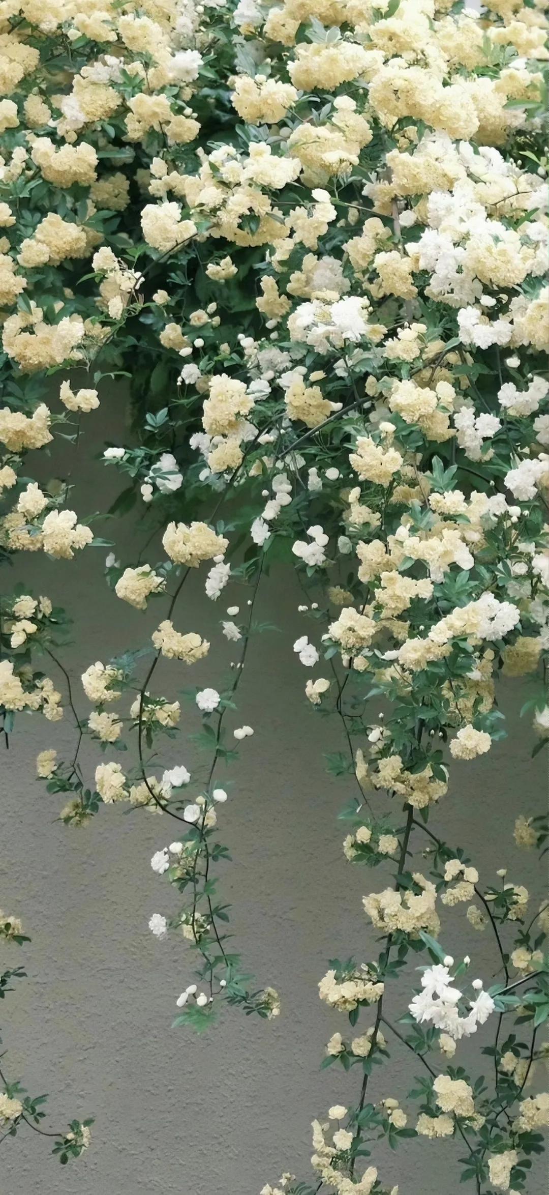 春天的美景文案17句，人随春好，春与人宜