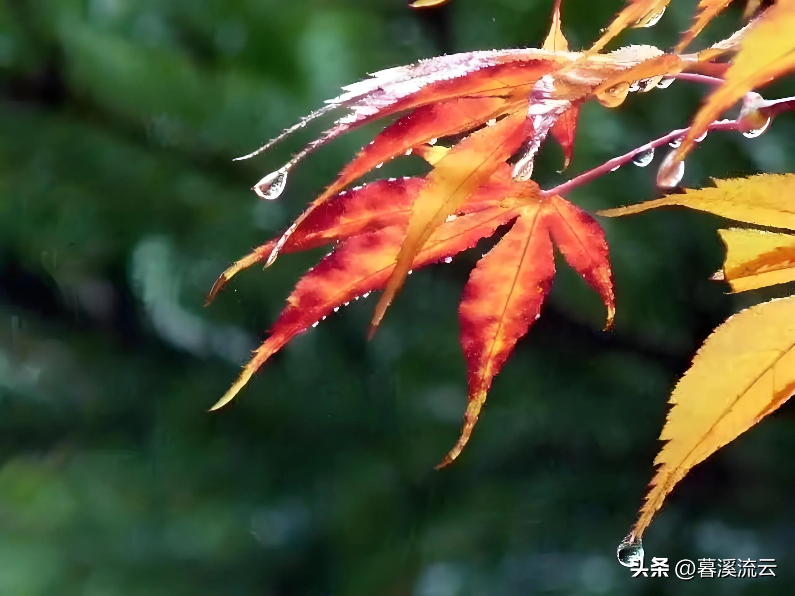 深秋唯美的诗句10首，秋意绵绵，岁月静美