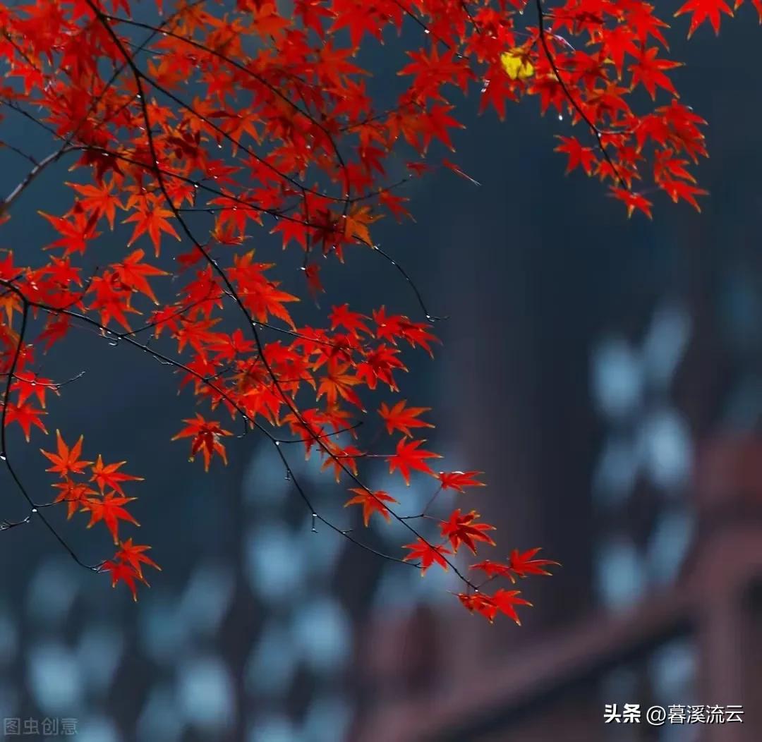 深秋唯美的诗句10首，秋意绵绵，岁月静美