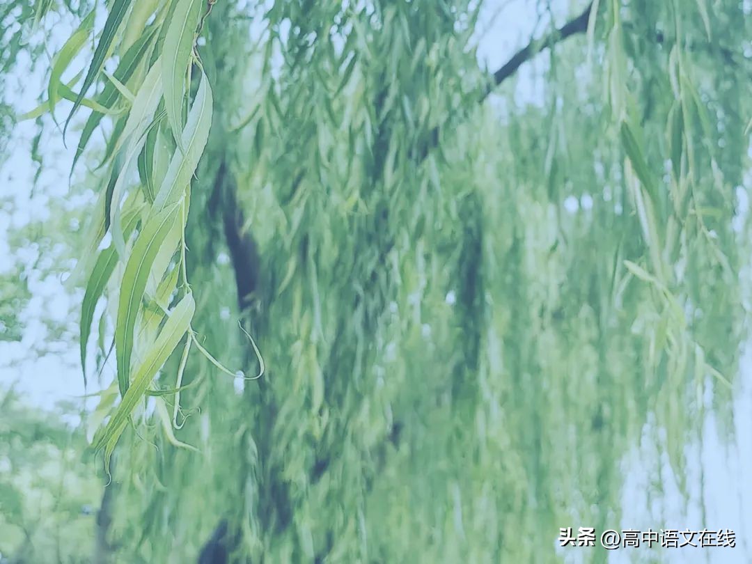 柳树的诗句10首，感受诗意之美!