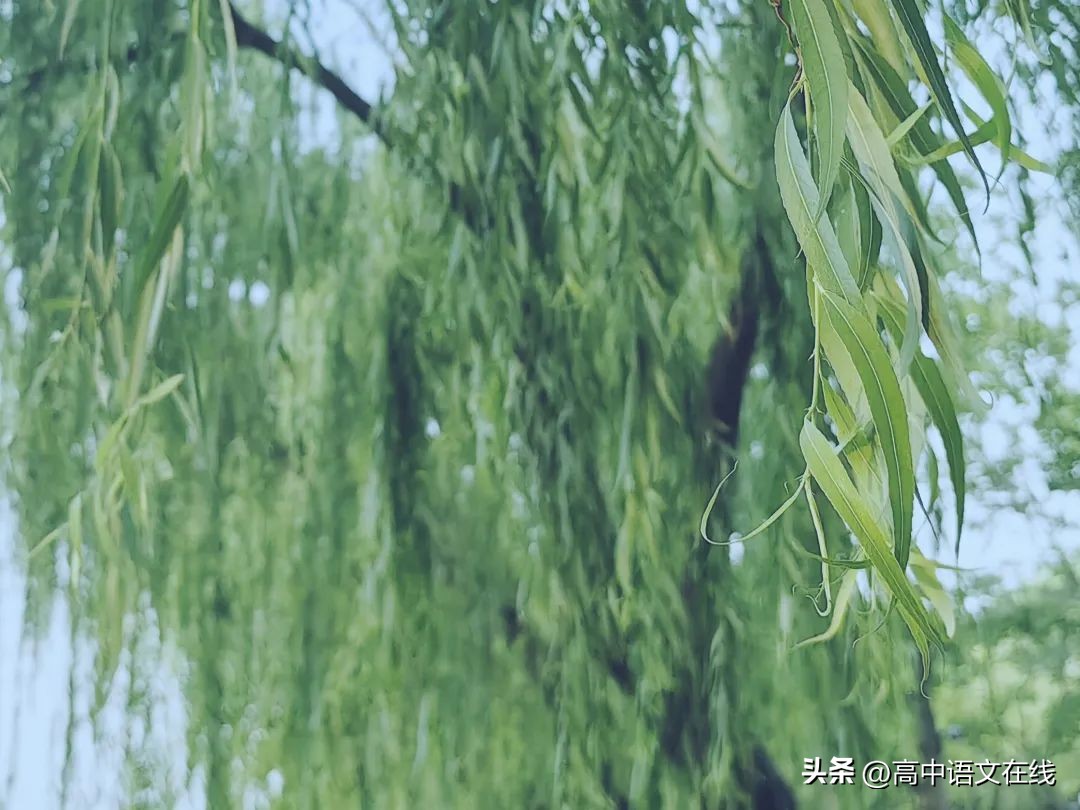 柳树的诗句10首，感受诗意之美!