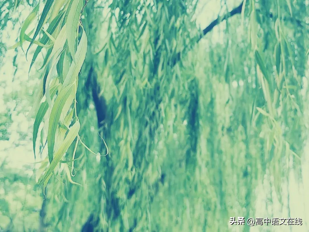 柳树的诗句10首，感受诗意之美!