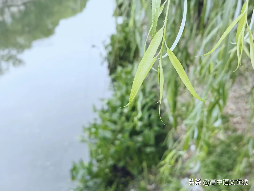 柳树的诗句10首，感受诗意之美!