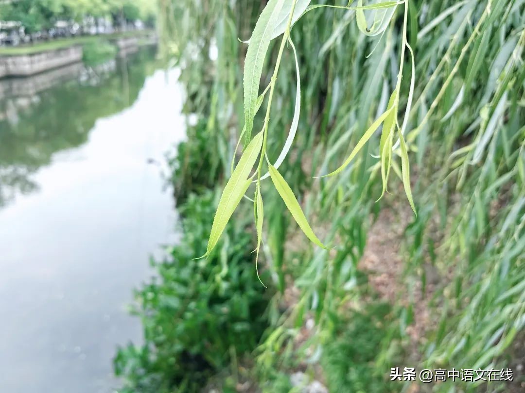 柳树的诗句10首，感受诗意之美!