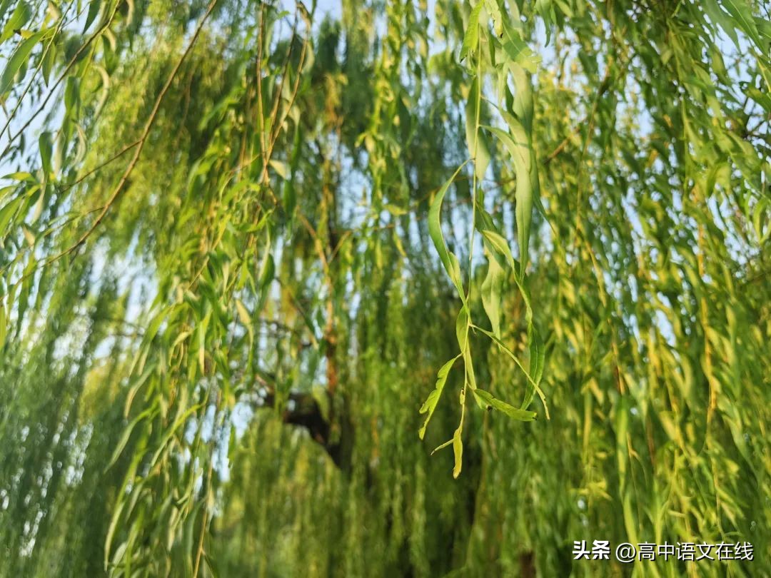 柳树的诗句10首，感受诗意之美!