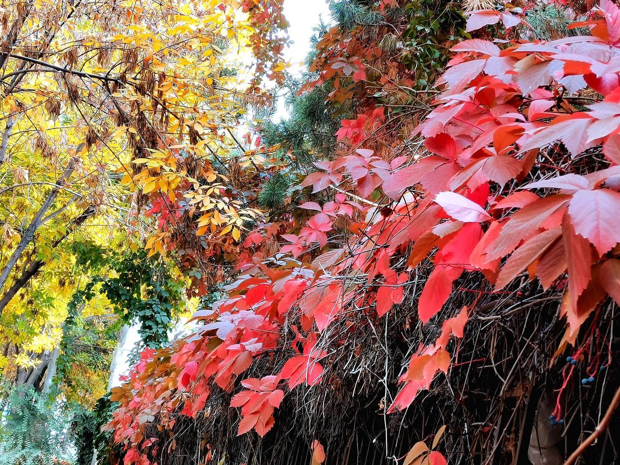 赞美秋天景色的诗句10句，每一句都治愈人心