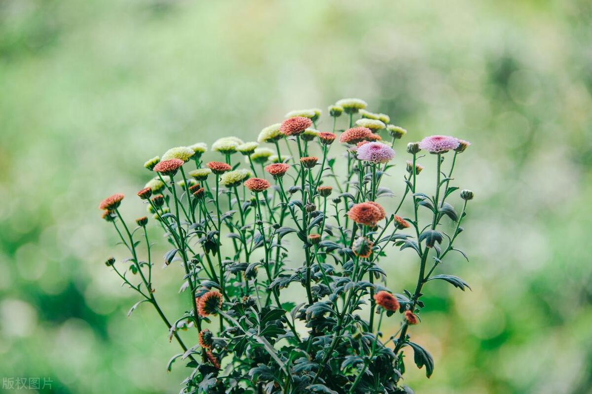 开心的句子心情短语14句，点亮你的每一天