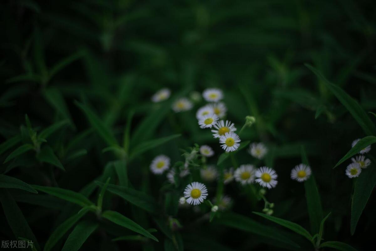 开心的句子心情短语14句，点亮你的每一天