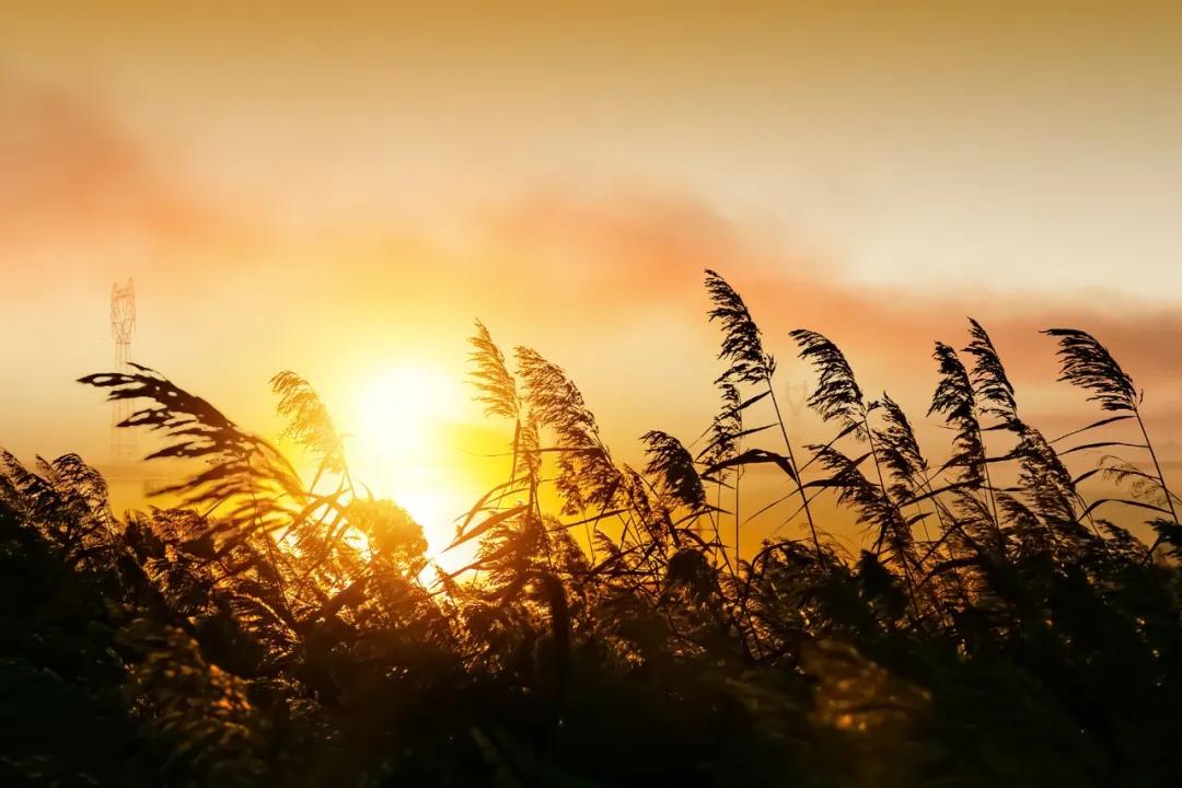 描写秋天的诗词10首，人间最美是清秋