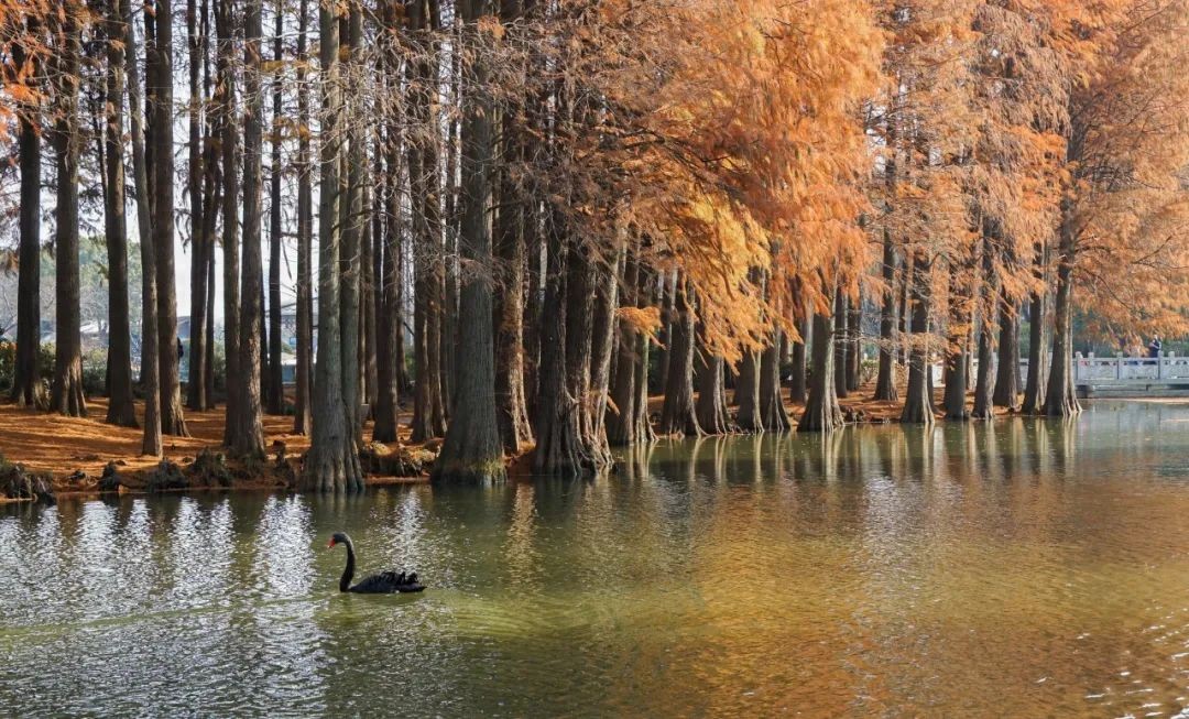 描写秋天的诗词10首，人间最美是清秋