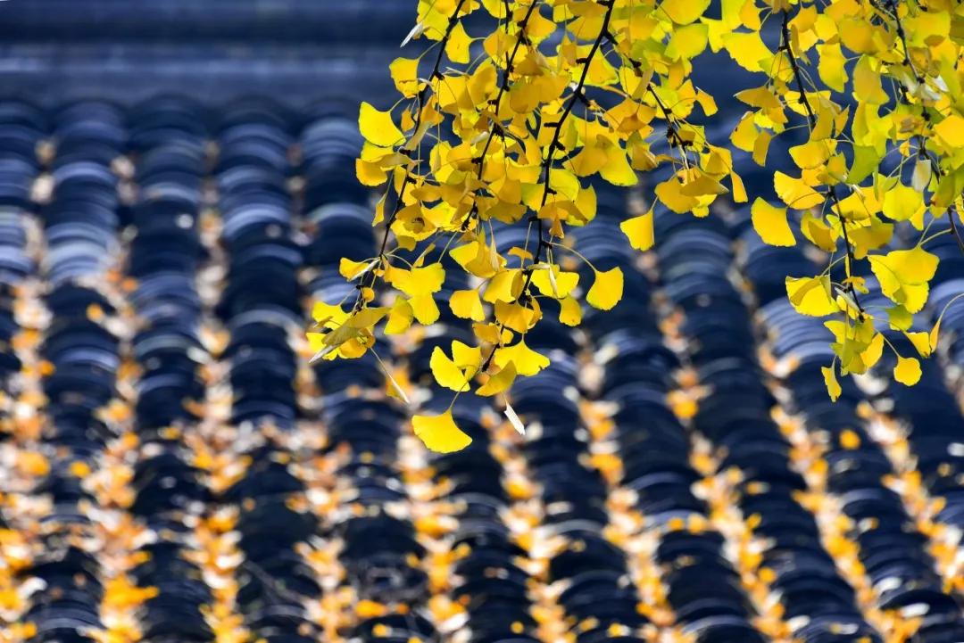 描写秋天的诗词10首，人间最美是清秋