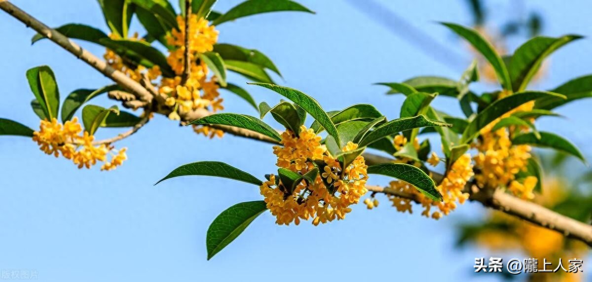 桂花诗句经典诗句8首，写尽浪漫与唯美