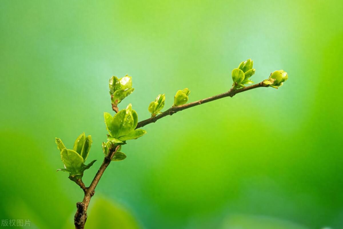 关于春天的简短句子，藏着最动人的诗意