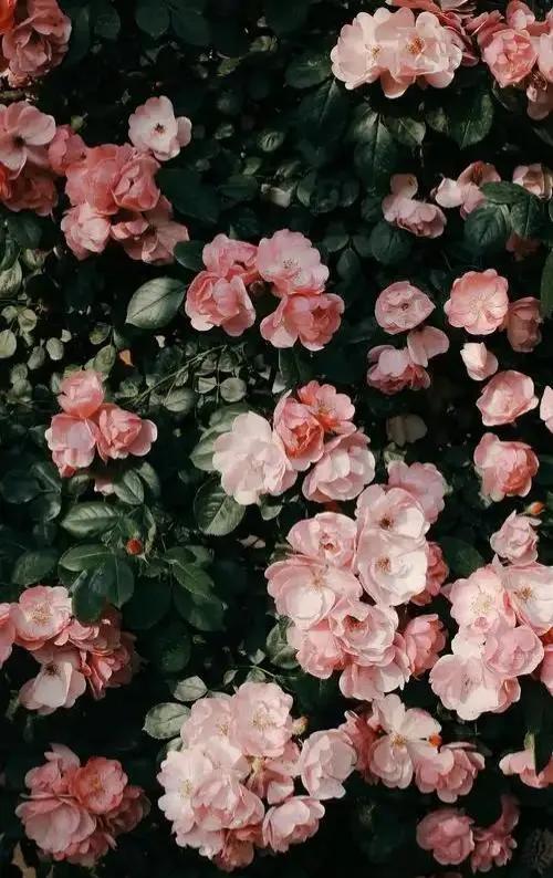 关于生活的句子10句，句句感动人心