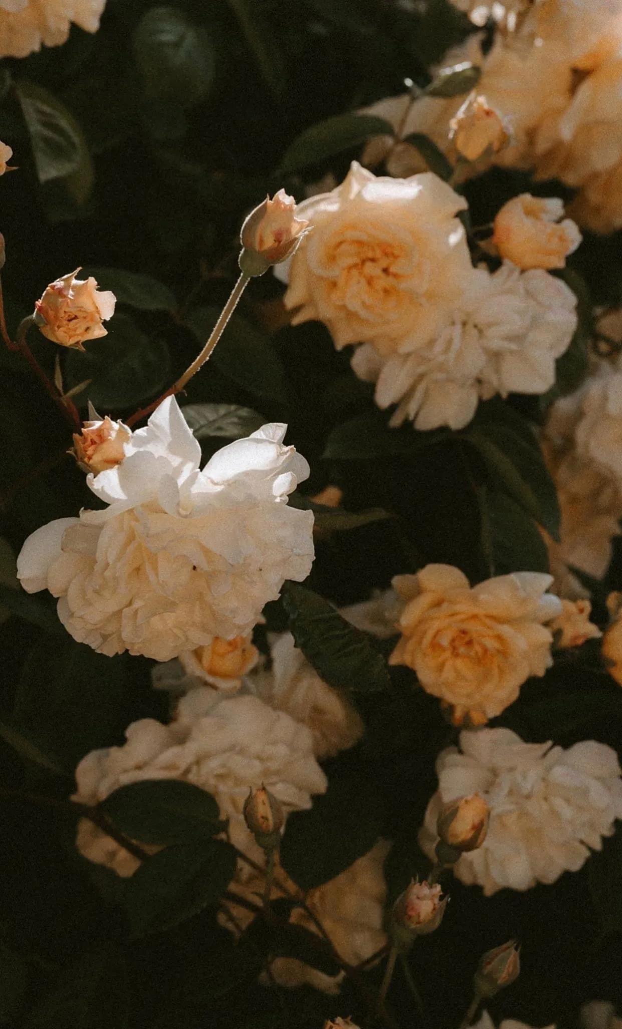 关于生活的句子10句，句句感动人心