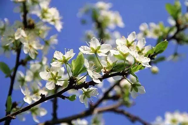 写花的诗句古诗10首，诗之韵律，令人陶醉