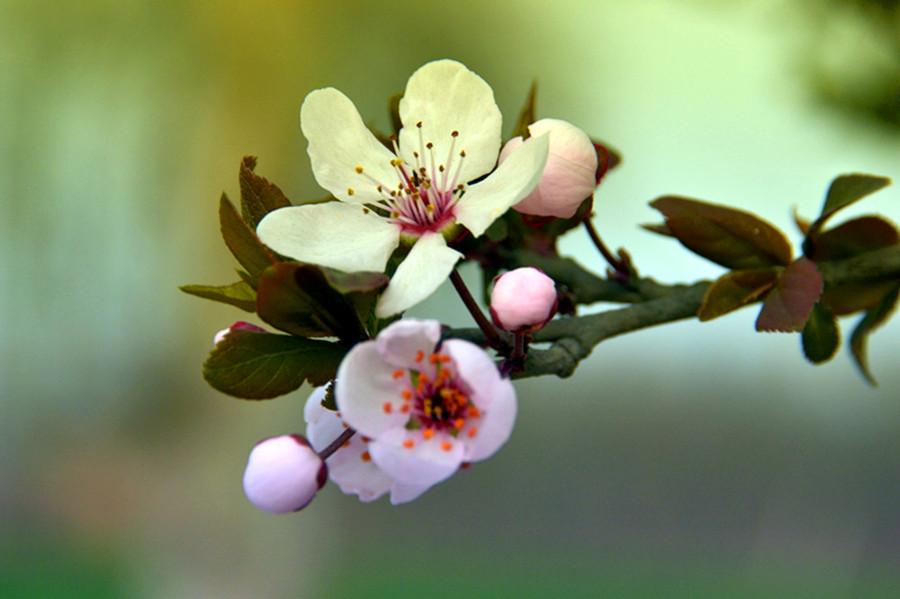 写花的诗句古诗10首，诗之韵律，令人陶醉