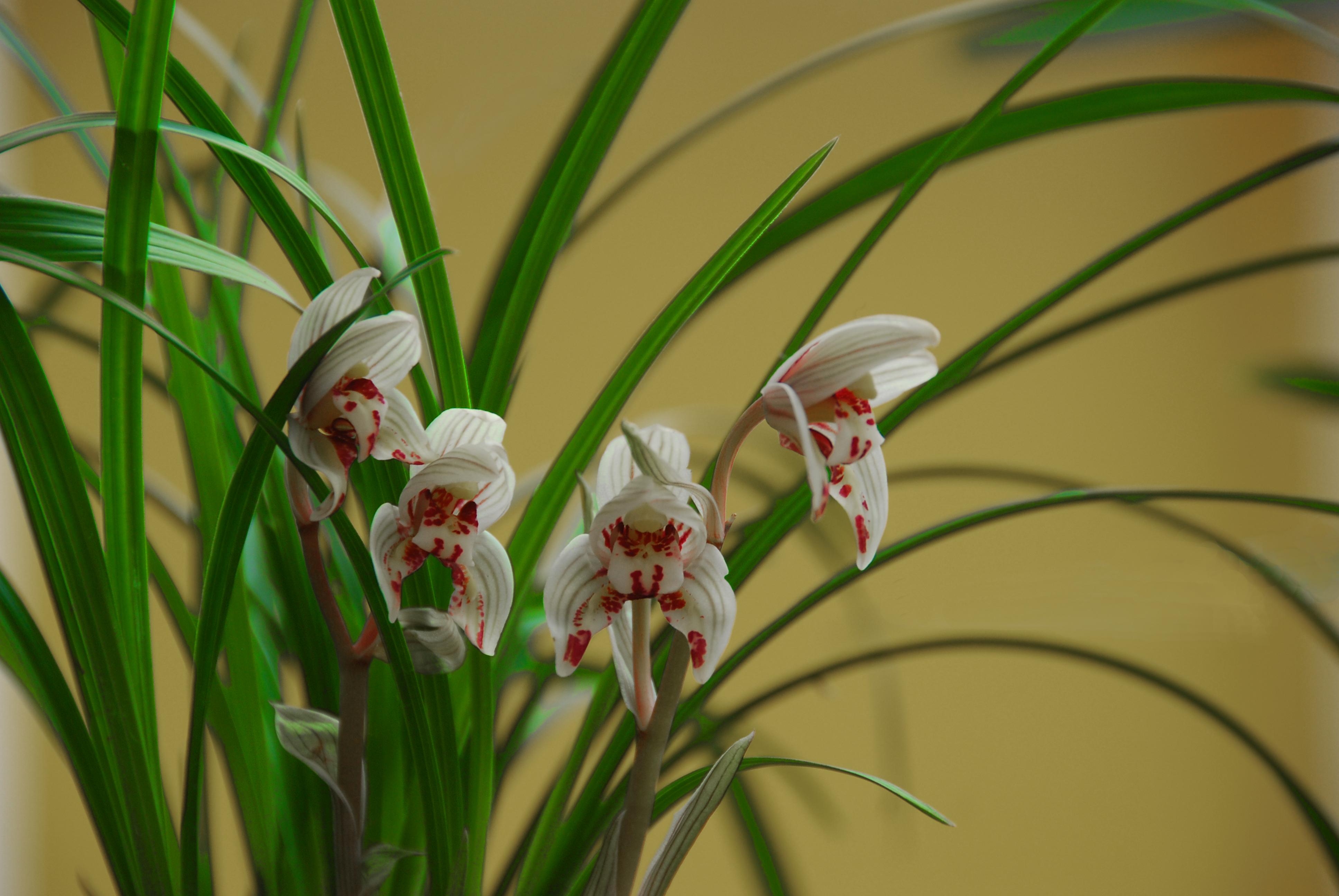 写花的诗句古诗10首，诗之韵律，令人陶醉