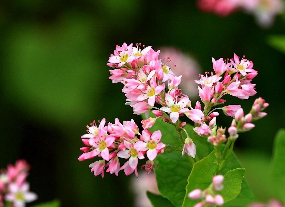 写花的诗句古诗10首，诗之韵律，令人陶醉