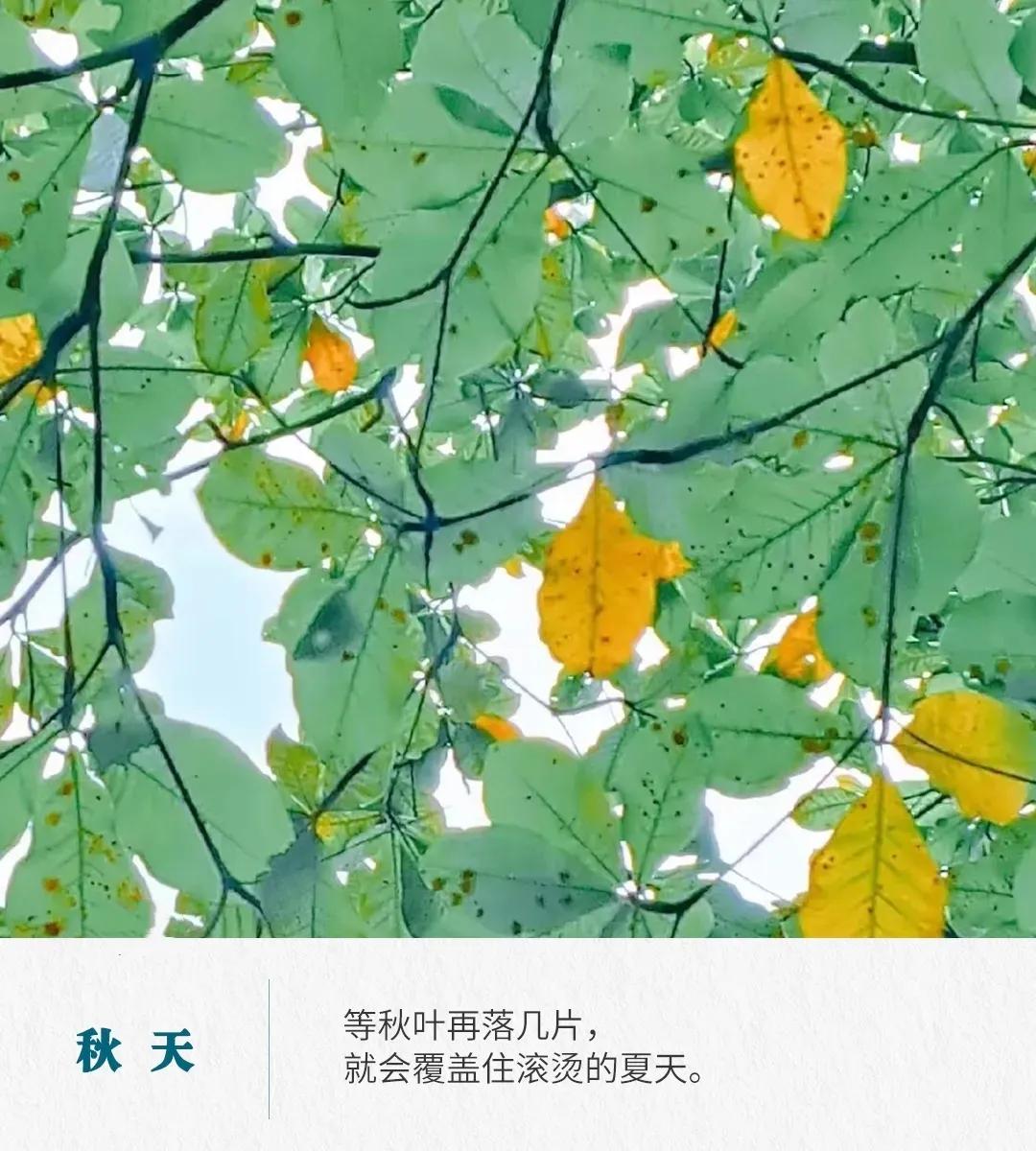 秋天的句子唯美短句30句，句句唯美又浪漫