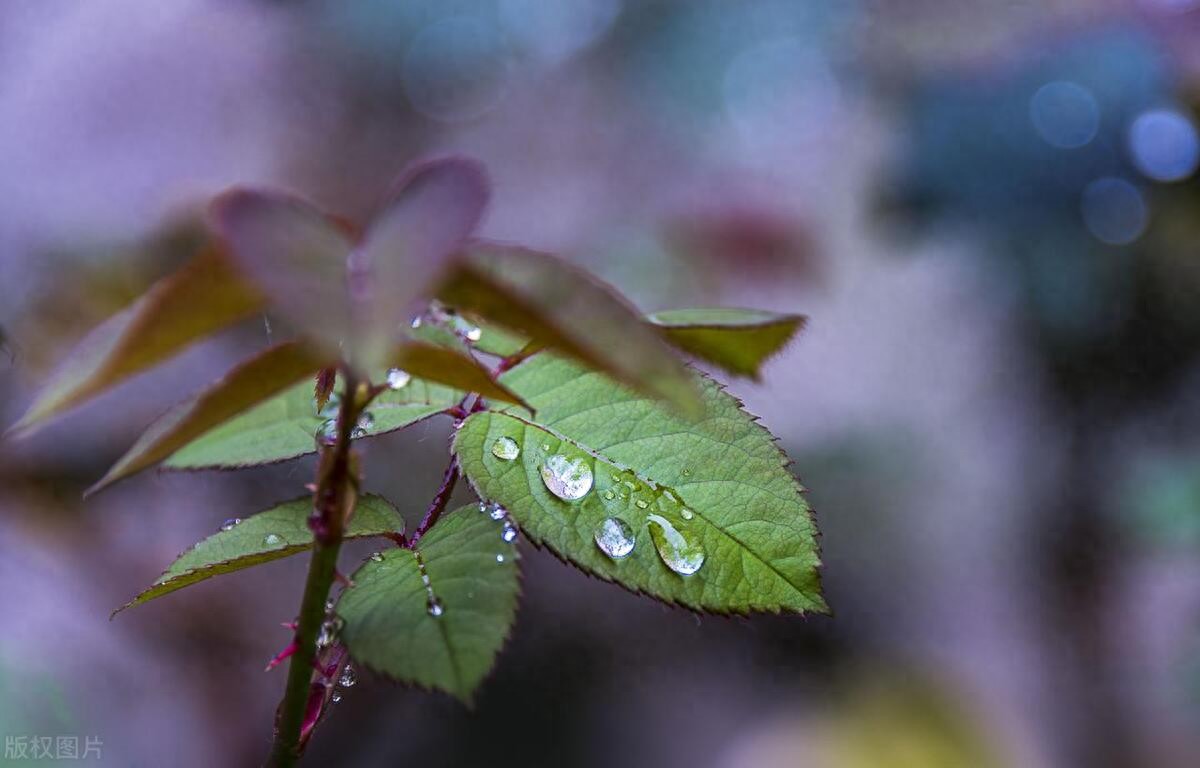 春雨的唯美句子19句，写出最美的春天