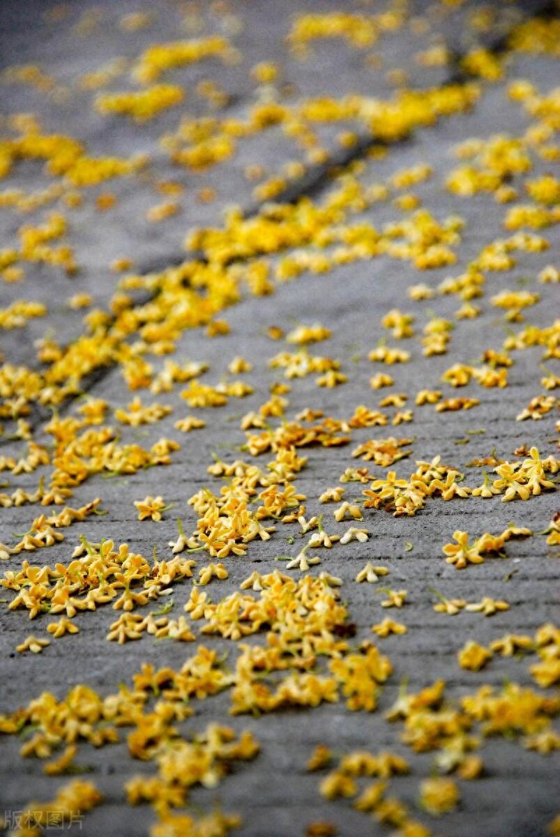 桂花的唯美句子短句20句，桂子飘落，拾花酿秋