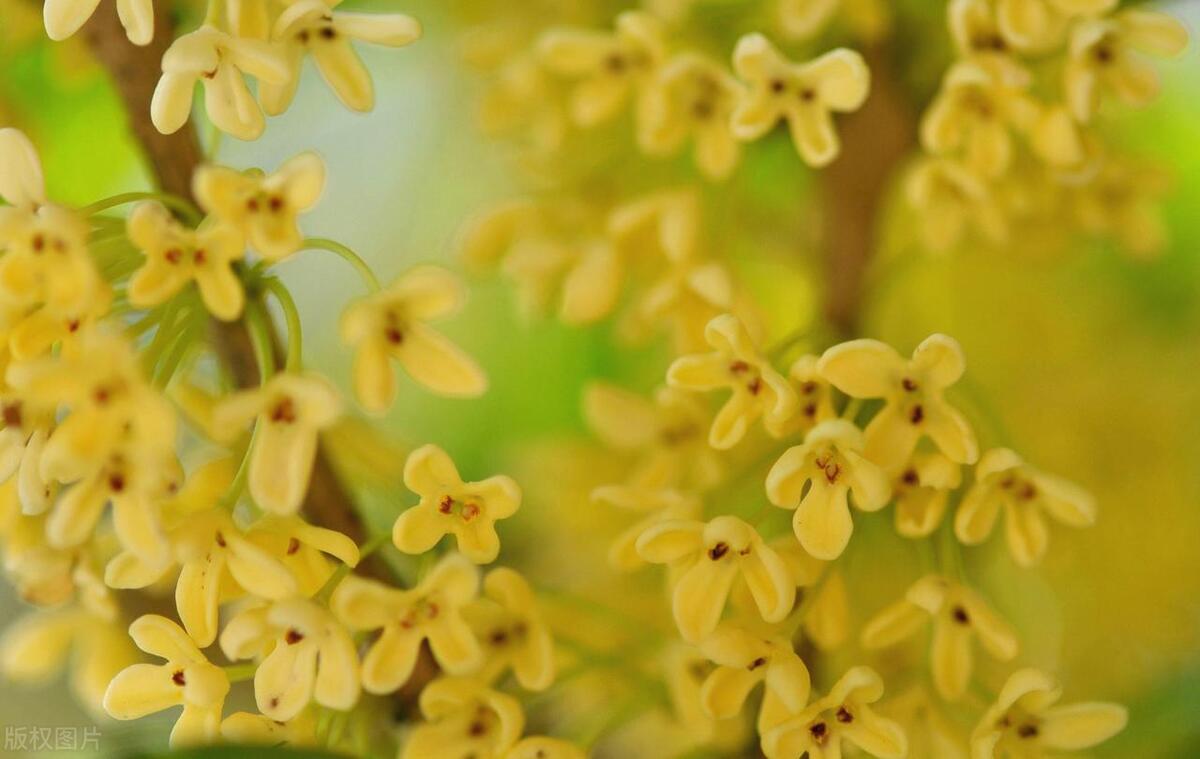 桂花的唯美句子短句20句，桂子飘落，拾花酿秋