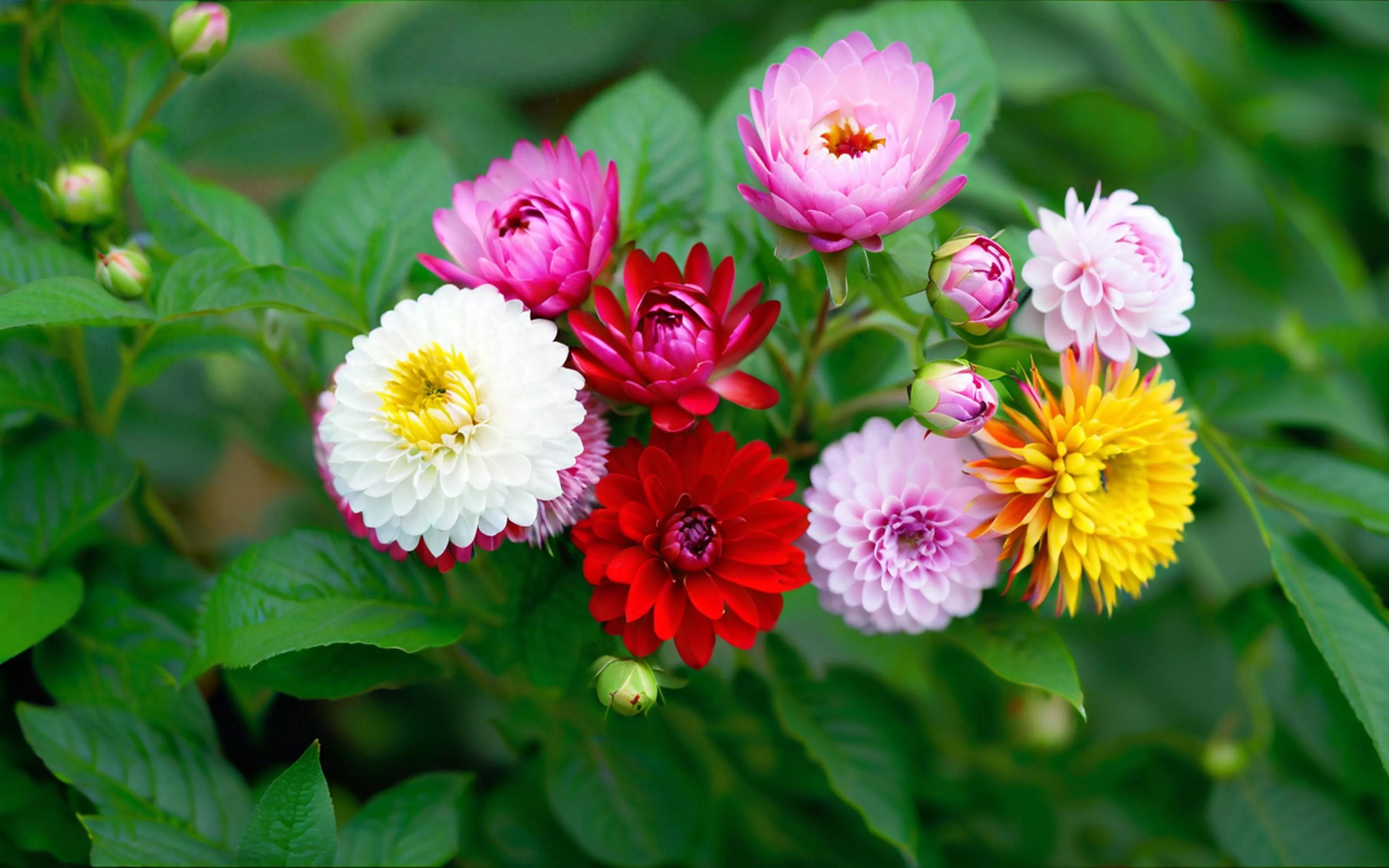 知足感恩唯美句子10句，知足是福，感恩是路