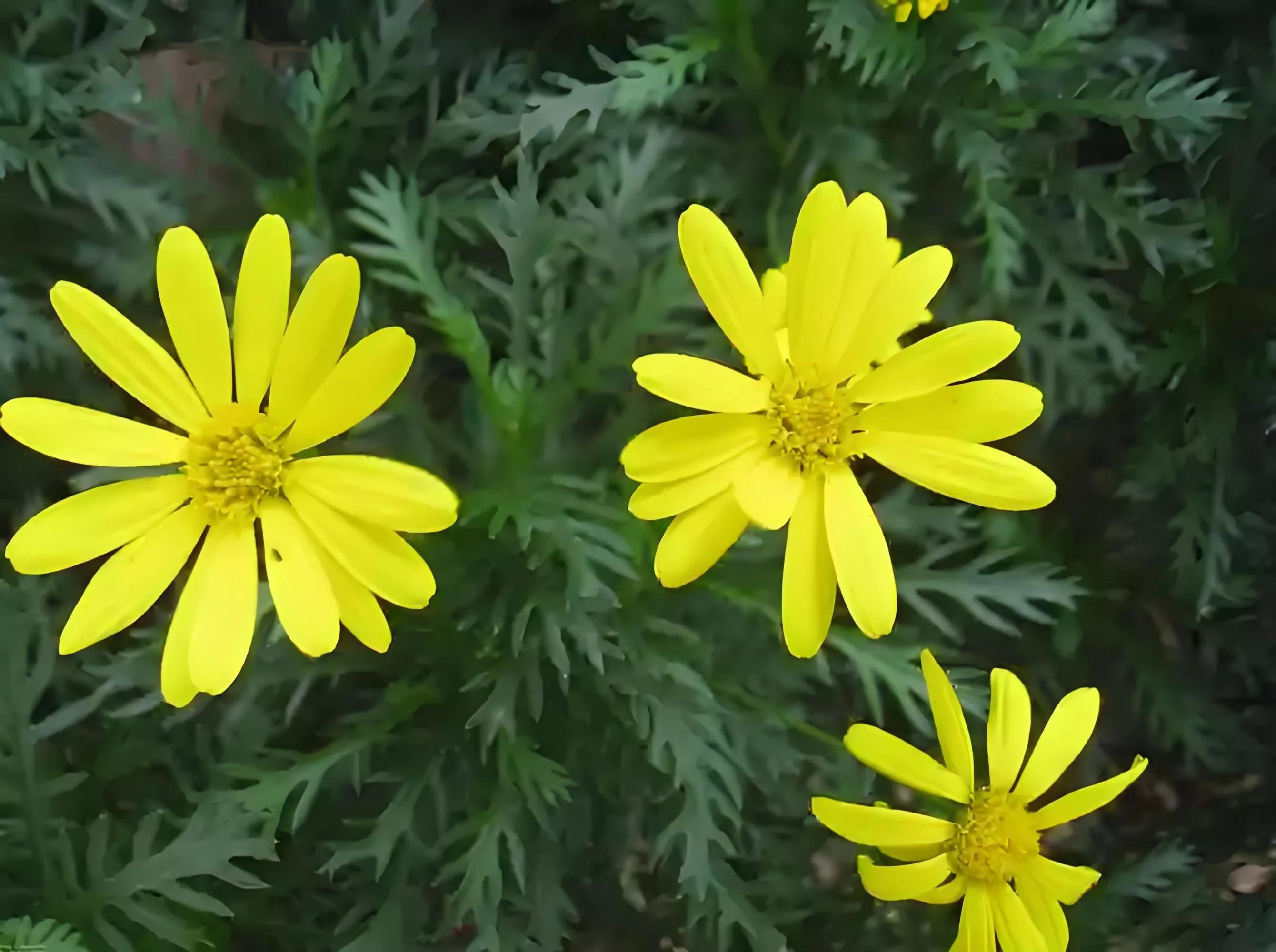 知足感恩唯美句子10句，知足是福，感恩是路