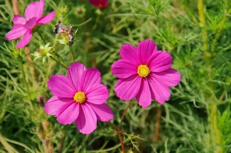 知足感恩唯美句子10句，知足是福，感恩是路