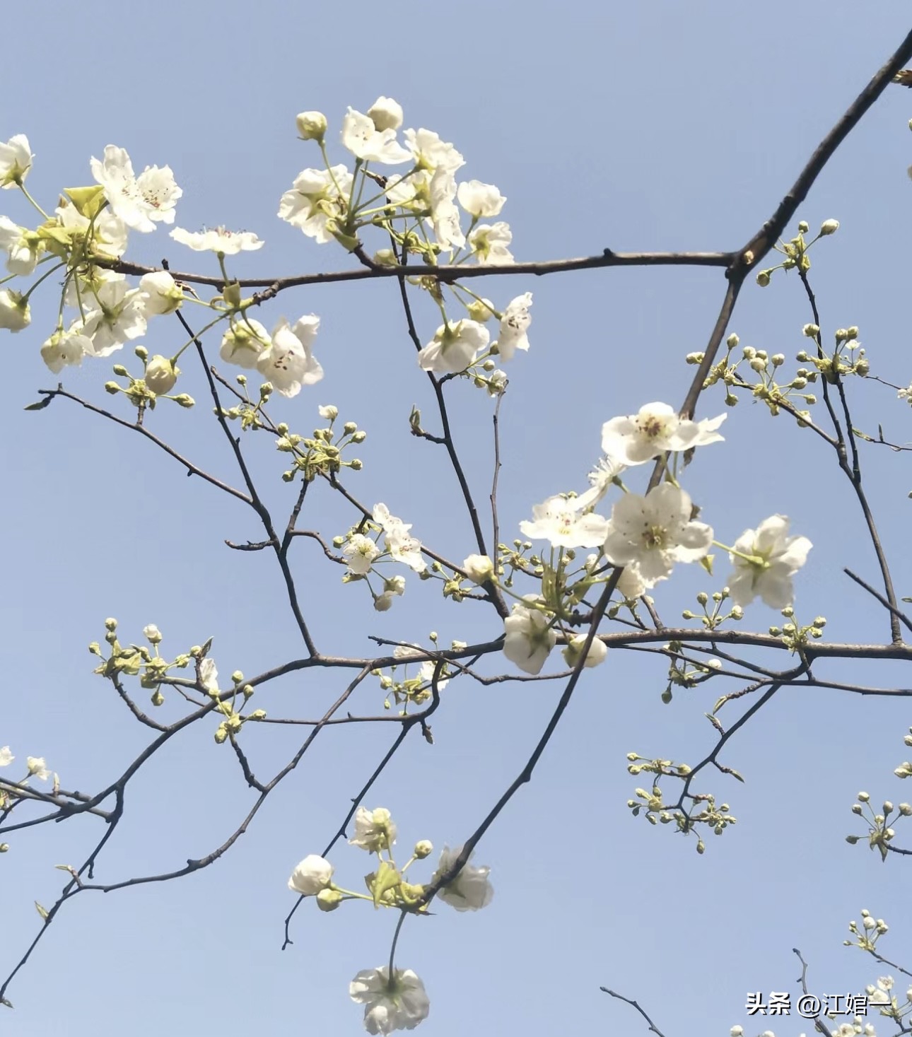 徐志摩经典语录8句，直达灵魂深处!