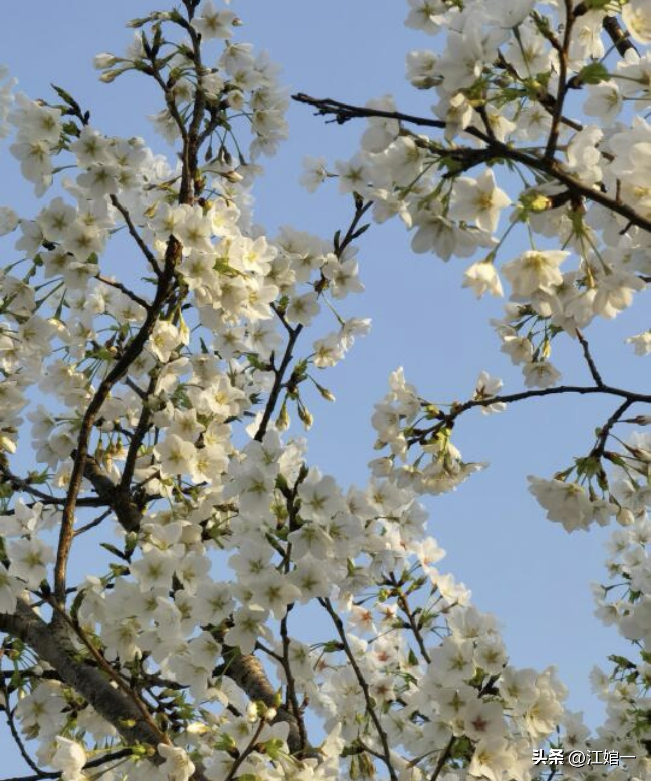 徐志摩经典语录8句，直达灵魂深处!