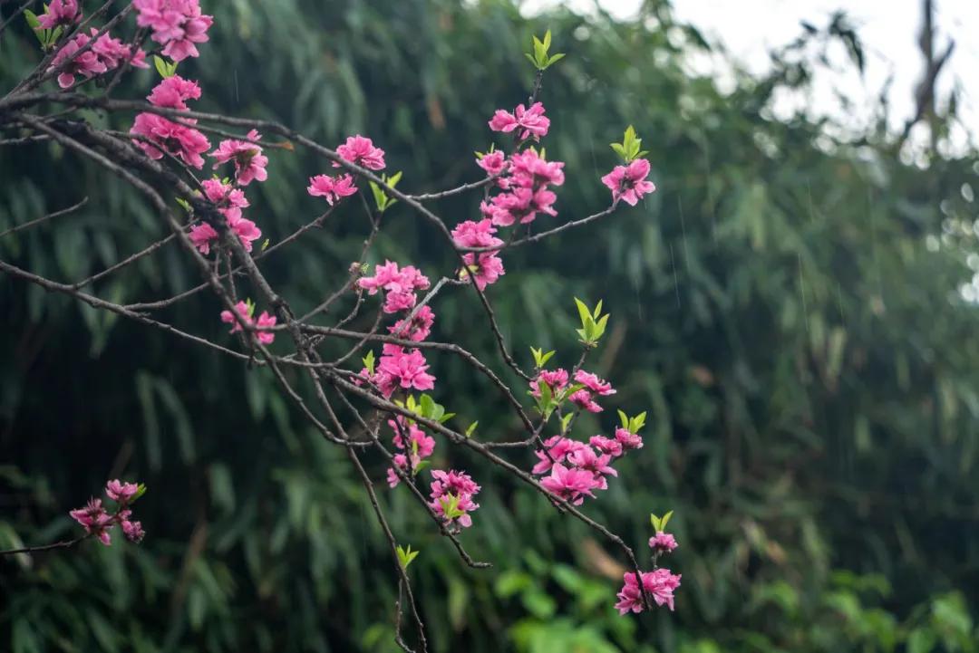 关于秋雨的诗句60句，又是凉风暮雨天