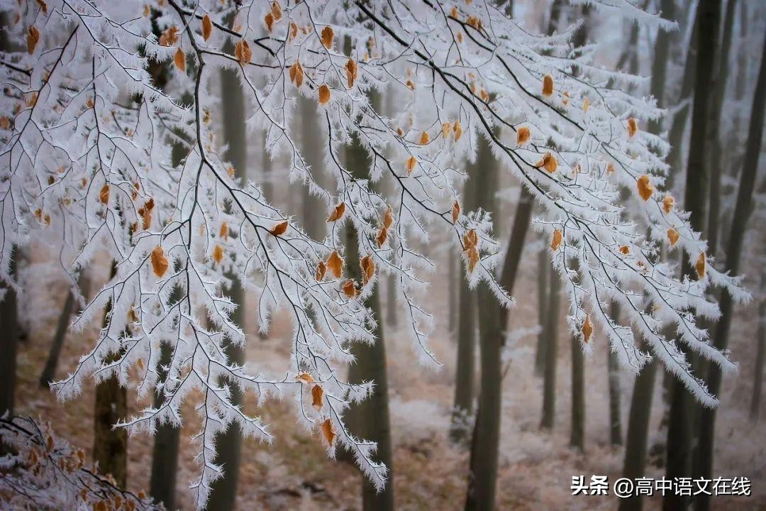 冬天诗句经典9首，让冬日不再寒冷