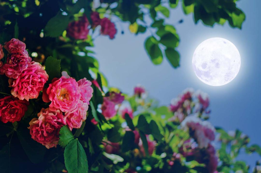 中秋诗句古诗10首，明月寄相思，天涯共此时!