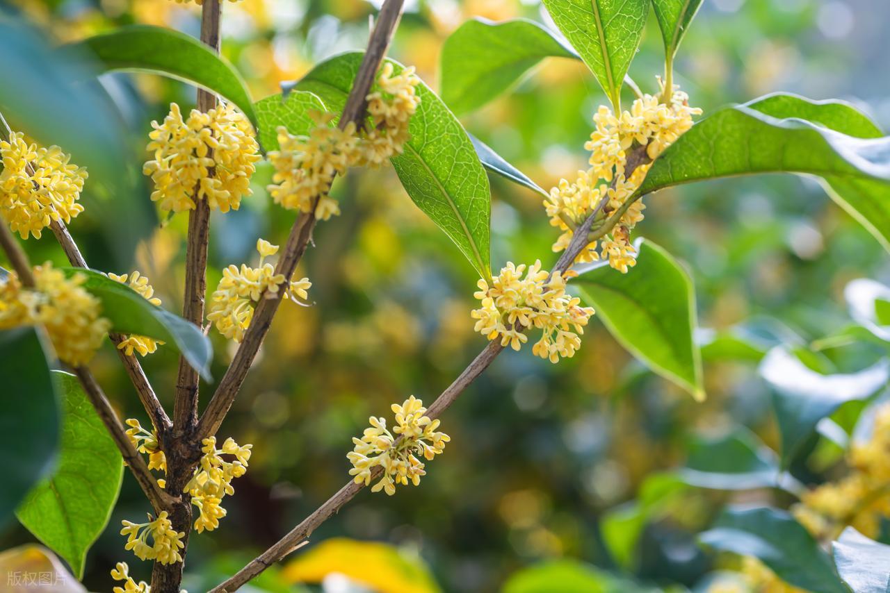 赞美桂花的诗句10首，写尽浪漫与唯美