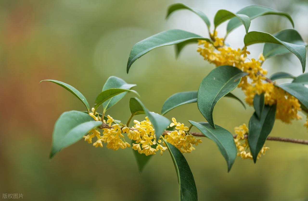 赞美桂花的诗句10首，写尽浪漫与唯美